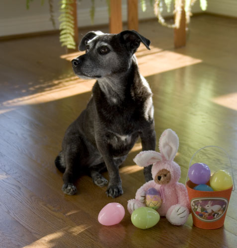 Happy Easter to all and to all a good rawhide.