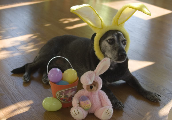 If they think this Easter bunny is going to bring them chocolate eggs then they are sadly mistaken.