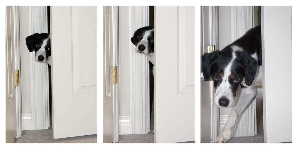 It took "Super Genius" here about 3 minutes to realize that he could fit through the door!