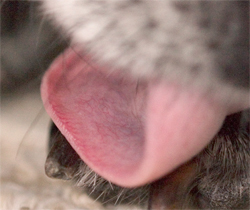 Mmm, flavor crystals.