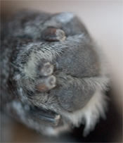 I have beautiful feet, but I don't like to play footsie.