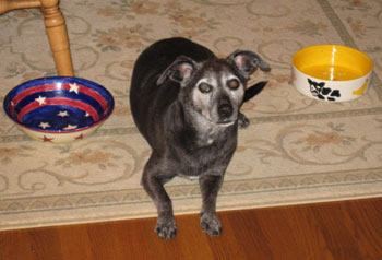 Bowls are empty, but there is always the hope for left overs!