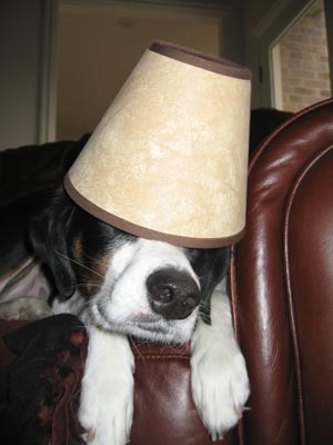 Why do they always go for the lamp shades?