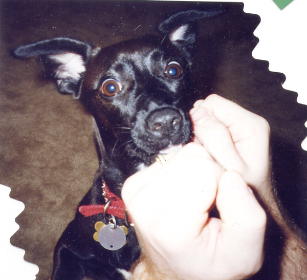 Yes, I used to be a black dog with white markings.